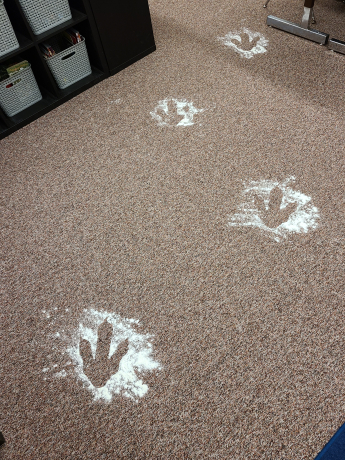 dinosaur footprints in class