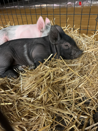 The two pigs that Payson FFA brought for our assembly