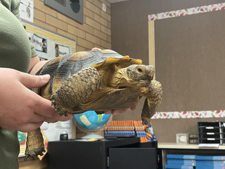A turtle visiting second graders